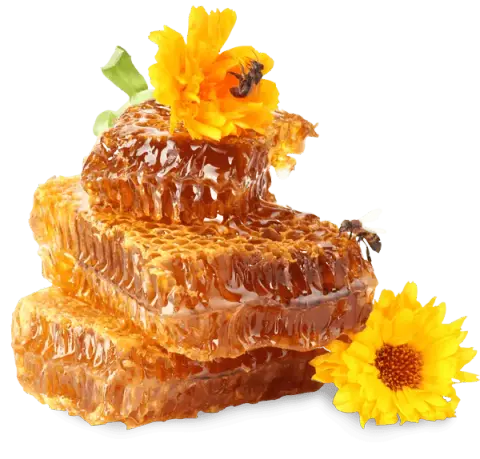 We Love Bees